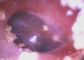 USB Video Kamera Kayıt Yüksek Çözünürlüklü Dijital Video Otoskop Rinoskopu Fotoğrafları