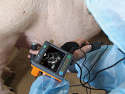 3.5 inç Ekranlı ve Porbe 2.5M, 3.5M Frekanslı Dijital Tıbbi Veteriner Ultrason Tarayıcı
