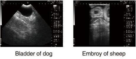 Teşhis Ultrason Ekipmanları Veteriner Ultrason Tarayıcı ile Hayvanlar için OB Yazılım ve 100 Görüntüler Depolama