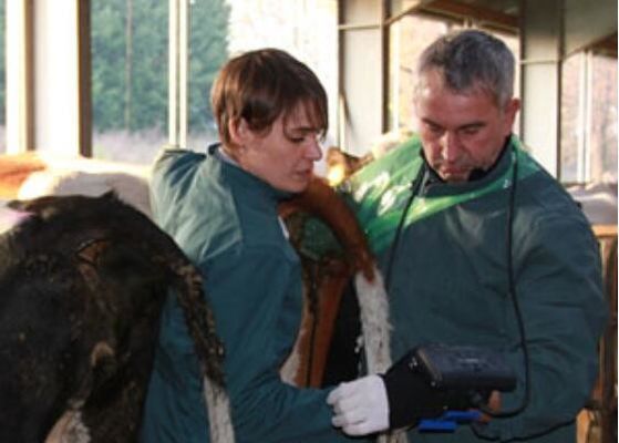 Dijital Veterinerlik Ultrason Tarayıcısı